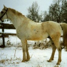 Répáspuszta Shagya-10