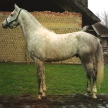 Siglavy Bagdady Mefisztó