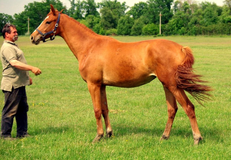 duca
