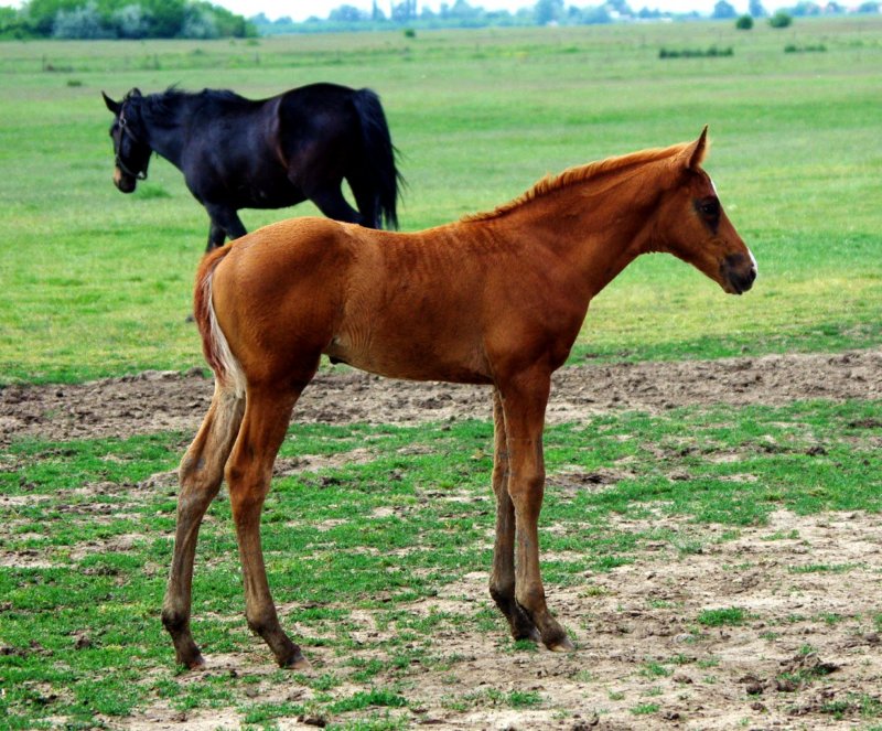 forrsdracsi